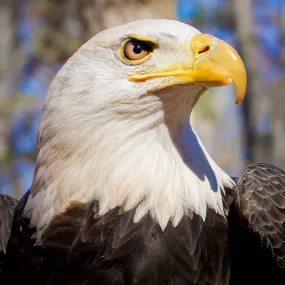 Bald Eagle Photographic Coaster