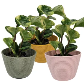 Colourful Rope Basket Planters- 4"